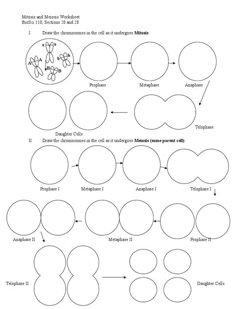 Mitosis And Meiosis Worksheet Pdf