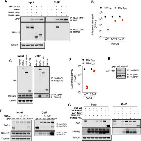 Trim25 Binds The Zap Ntd Independently Of Rna A Hek293t Zap And