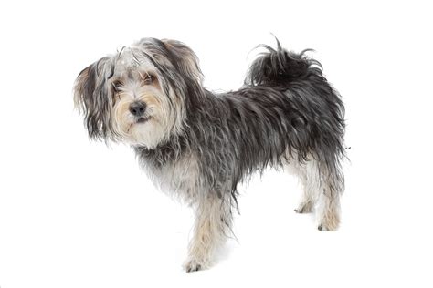 Morkie Mixed Dog Breed Pictures, Characteristics, & Facts