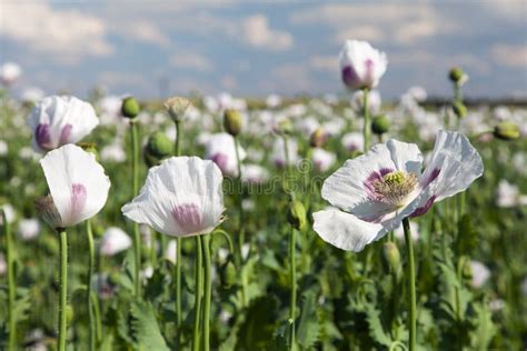 Amapola O Amapola De Opio En El Papaver Latino Somniferum Imagen De