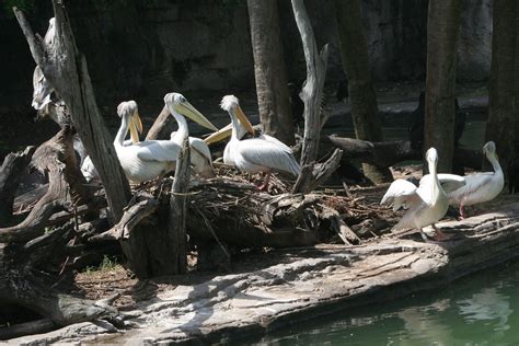 Pink Backed Pelican S The Pink Backed Pelican Pelecanus R Flickr