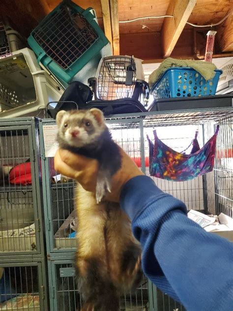 Ferret For Adoption Marge And Homer A Ferret In Randolph Nj Petfinder