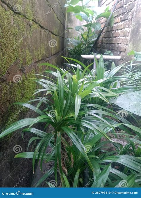 Pandan Wangi The Leaves Are An Important Component In The Culinary