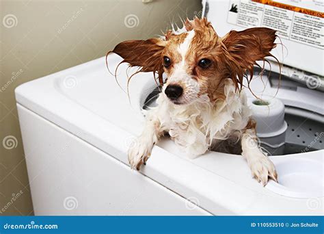 A Pet Dog in a Washing Machine Stock Photo - Image of animal, concepts ...