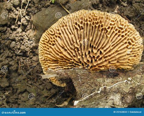 Coral Fan Mushroom Stock Photo Image Of Fungus Food 25163834