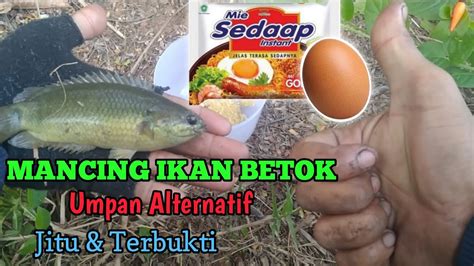 Tes Umpan Jitu Untuk Mancing Ikan Betok Papuyu Di Jamin Nagih YouTube