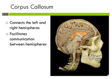 Flashcards Brain Cognitive Neuroscience Exam 1 Quizlet