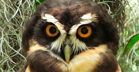 Pulsatrix Perspicillata Búho De Anteojos Spectacled Owl