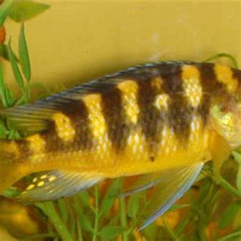 How Aggressive Are Bumblebee Cichlids DIY Seattle