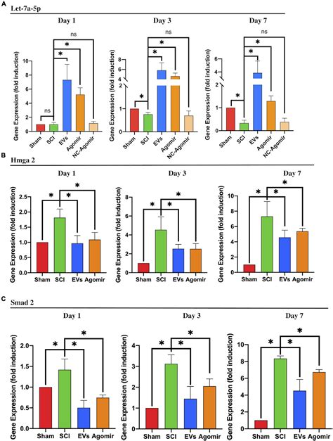 Frontiers Micro Rna Let A P Derived From Mesenchymal Stem Cell