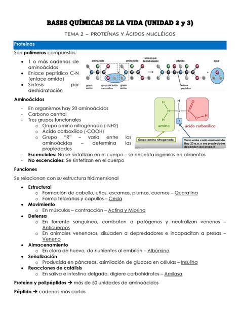 Bases Químicas DE LA VIDA Unidad 2 Y 3 TEMA 2 Proteínas Y Ácidos