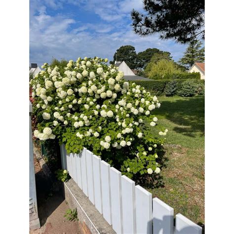 Hydrangea Arborescens Annabelle Le Chatel Des Vivaces