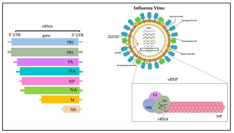 Avian Influenza: Could the H5N1 Virus Be a Potential Next Threat?