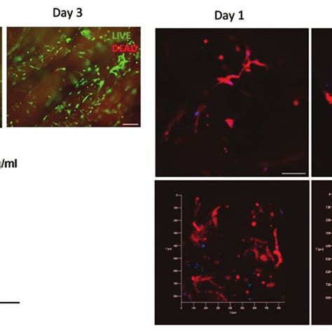 Biocompatibility Assays Of Human Neonatal Dermal Fibroblasts Hdfn In