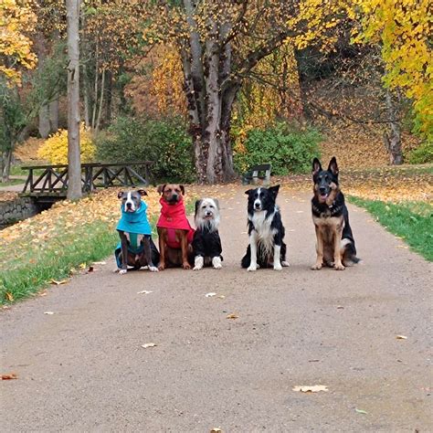 Reyes Perros Rompecabezas En L Nea