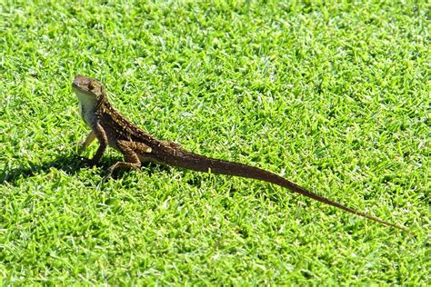 Gecko Lizard - Free photo on Pixabay