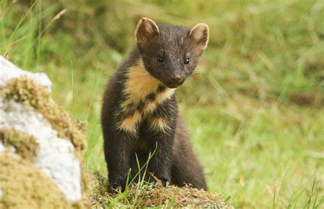 Scottish Wildlife: Animal Species Situated in Scotland - Arbtech