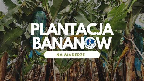 Jak uprawia się banany Plantacja bananów na Maderze film edukacyjny