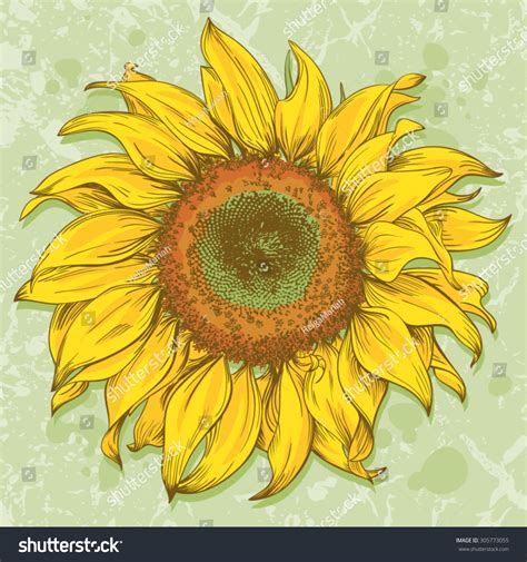 Поэтапное рисование подсолнуха (большое количество фото) - drawpics.ru