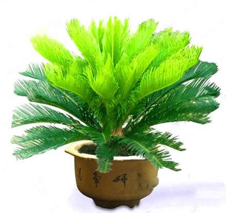 Cycas Revoluta Tree Seeds For Indoors BestSeedsOnline Free