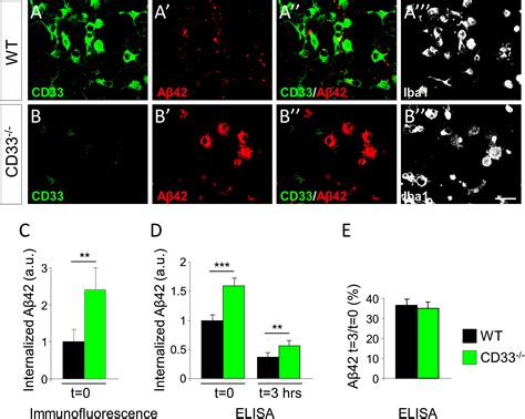 Alzheimers Disease Risk Gene Cd33 Inhibits Microglial Uptake Of Amyloid Beta Neuron