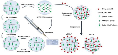 Stimuli Responsive Chitosan Based Injectable Hydrogel For On Demand