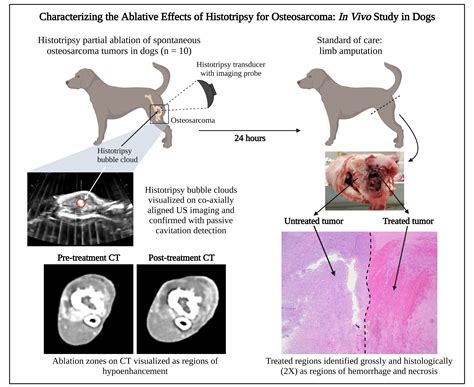 How Aggressive Is Osteosarcoma In Dogs