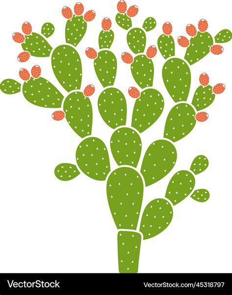 Prickly pear cactus Royalty Free Vector Image - VectorStock