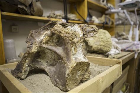 Newly Discovered Siberian Dinosaur Was As Heavy As 7 Male African Elephants