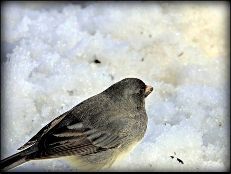 Slate-colored Junco by JocelyneR on DeviantArt