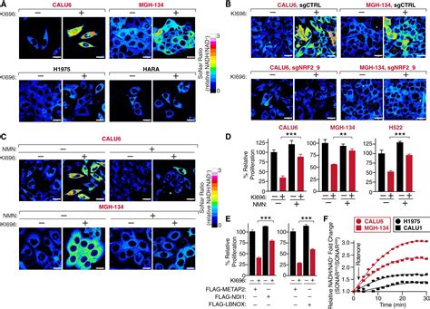NRF2 activation induces NADH-reductive stress, providing a metabolic ... 