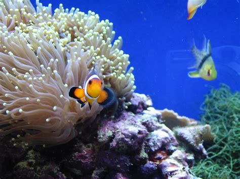 Ocellaris Clownfish Amphiprion Ocellaris