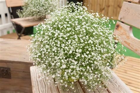 Elegant Baby S Breath Seeds Gypsophila Elegans Annual Etsy