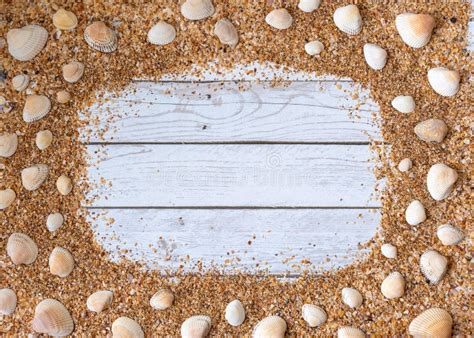 Fondo De Conchas De Arena Concepto De Verano Con Conchas De Mar Y Pez