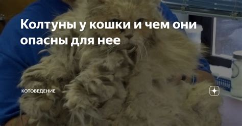 Колтуны у кошки и чем они опасны для нее — Teletype