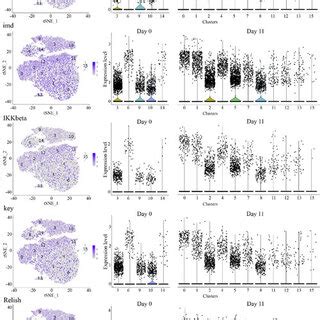 Feature Plots And Violin Plots For Genes In JAK STAT Pathway For Each