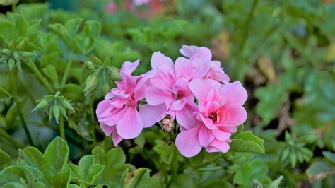 Page 8 | Pelargonium Flowers Images - Free Download on Freepik