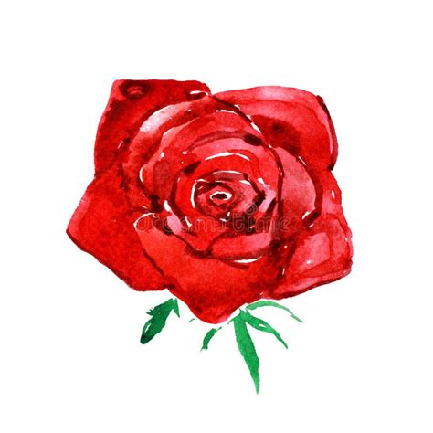 Red Rose Watercolor Illustration Stock Illustration Illustration Of