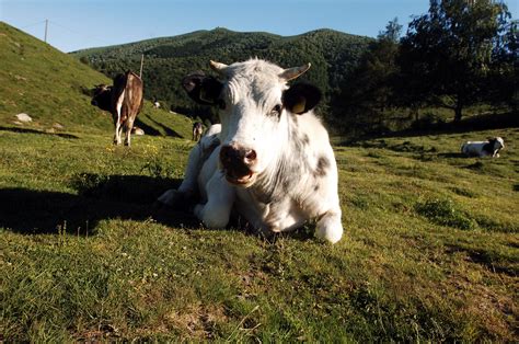 In China 3 Highly Productive Super Cows Have Been Cloned Time News