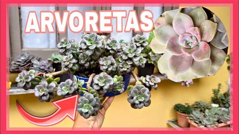 Graptopetalum purple delight e arvoreta de Chroma tour na coleção