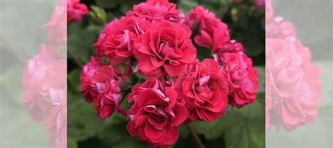 Пеларгония розебудная купить в Москве | Товары для дома и дачи | Авито