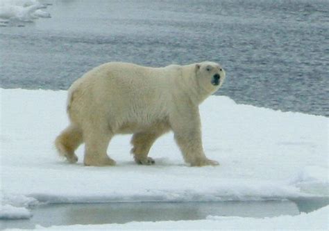 Filewhite Polar Bear Animal Mammal Ursus Maritimus