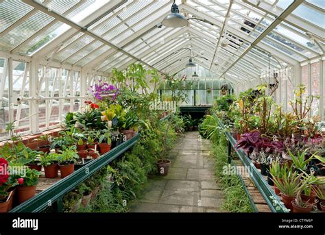 victorian greenhouse and plants, norfolk, england Stock Photo: 49521550 ...