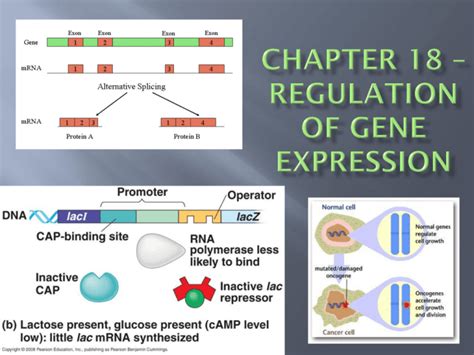 Chapter 18 Ppt Regulation Of Gene Expression