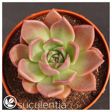 Echeveria Suculentia Venta Online De Suculentas Y Plantas Crasas