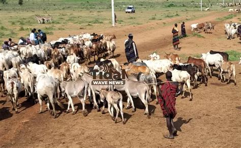 The Pangs Of Climate Change In West Pokot Tidal Wave News