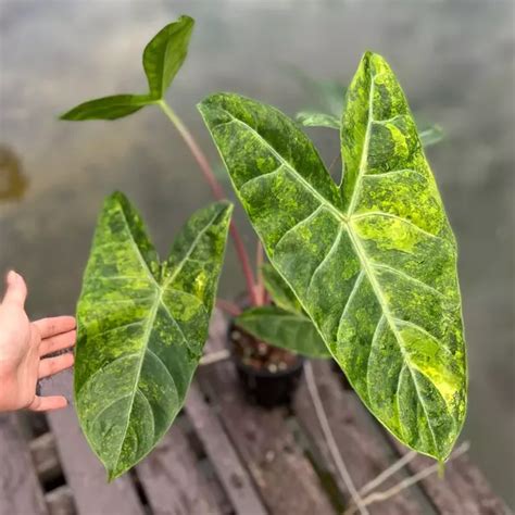 Alocasia Pink Dragon Variegated - Rare - Jiffy Plants