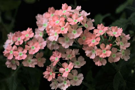 Pink Verbena Flowers On Black Free Stock Photo Public Domain Pictures