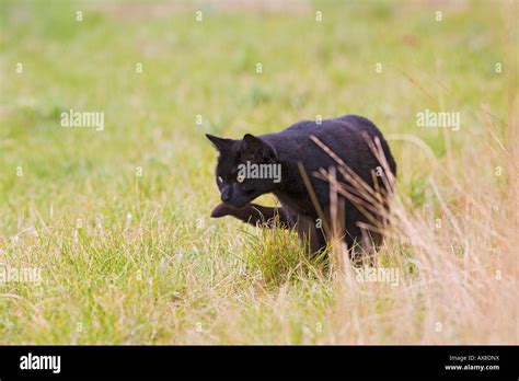 Domestic cat black feral cat hunting Stock Photo - Alamy