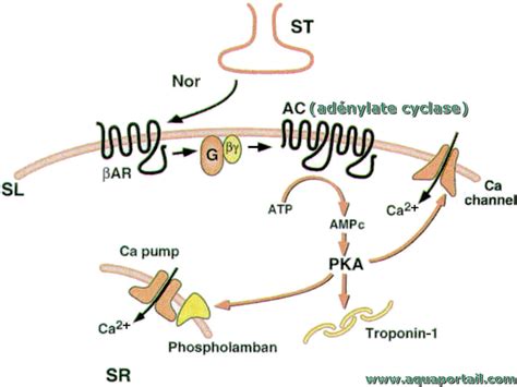 Adénylate Cyclase Définition Et Explications